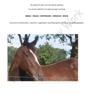 Recreatiepaard Aankoopgids